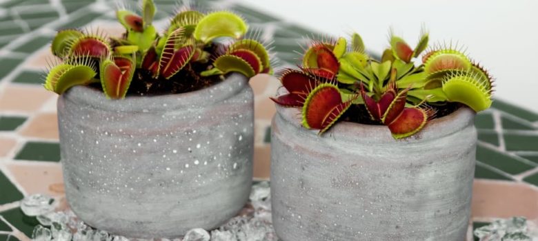 venus fly trap in a pot