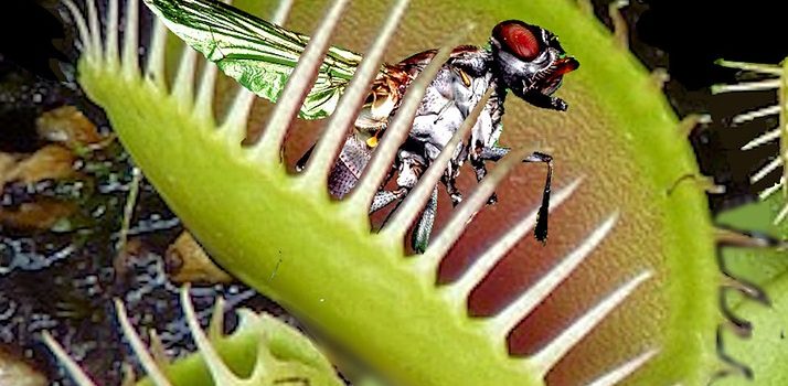 venus fly trap care guide