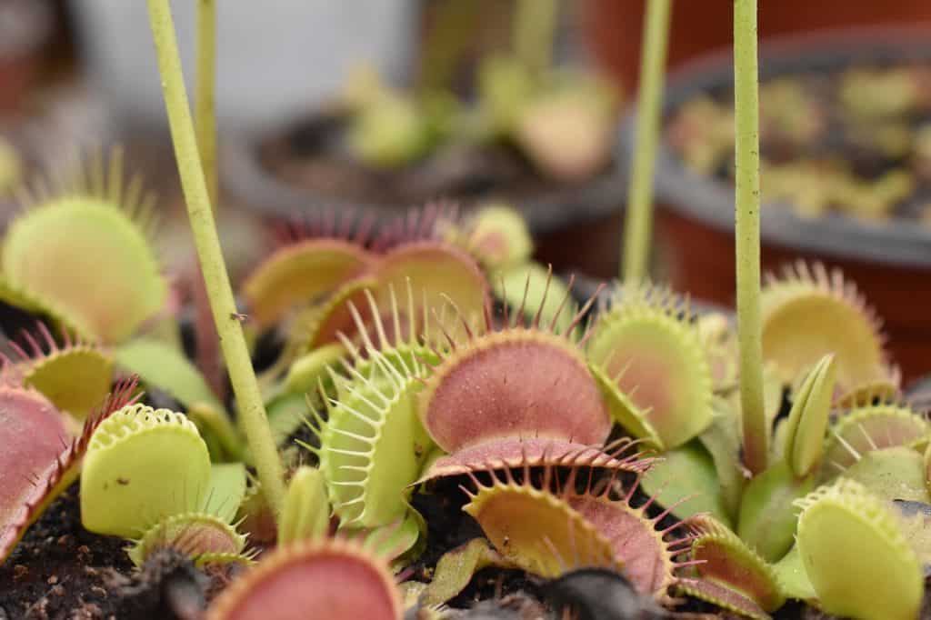 how does a venus flytrap work