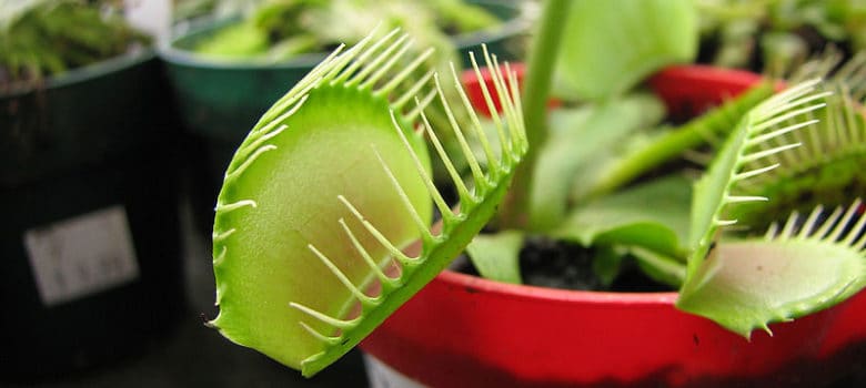 buying a potted venus fly trap