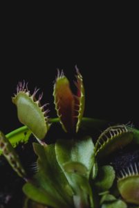 venus flytrap