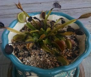 watering a venus flytrap during dormancy