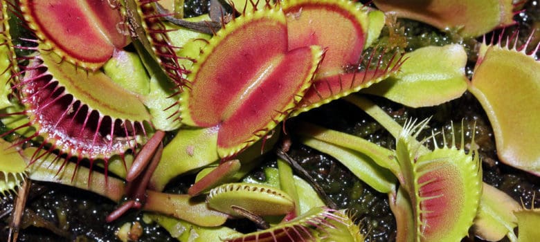 ultimate venus fly trap care guide