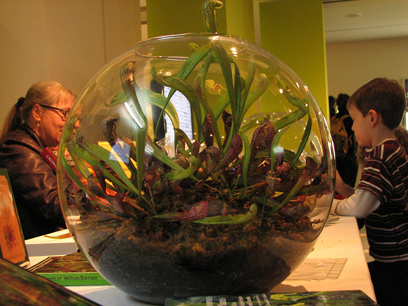 carnivorous plants in a terrarium