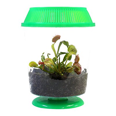 venus fly trap in a terrarium