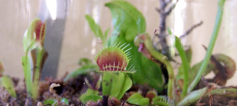 venus flytrap terrarium