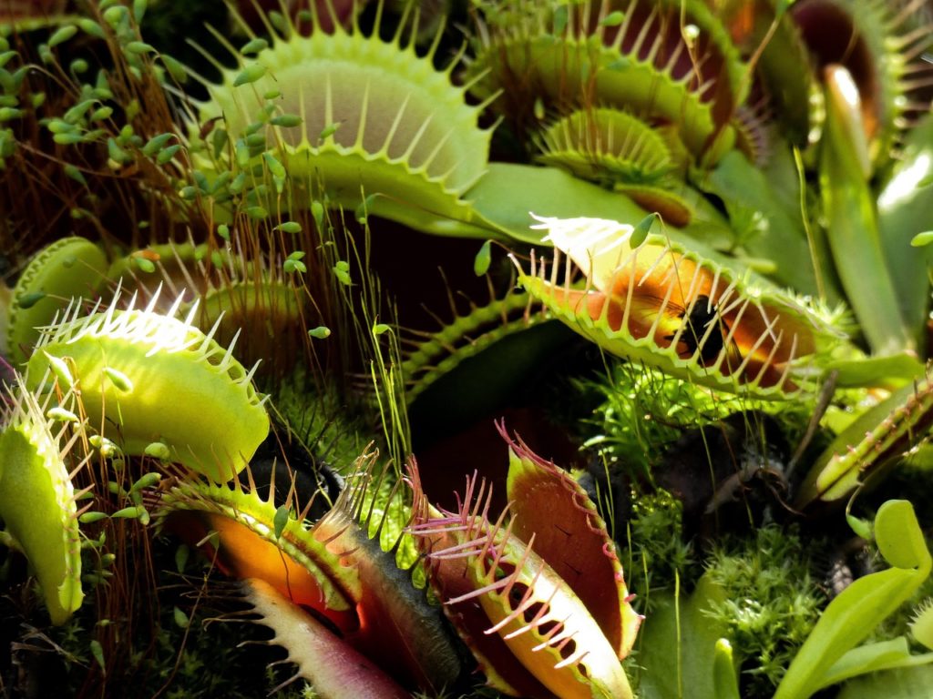 venus flytrap care guide