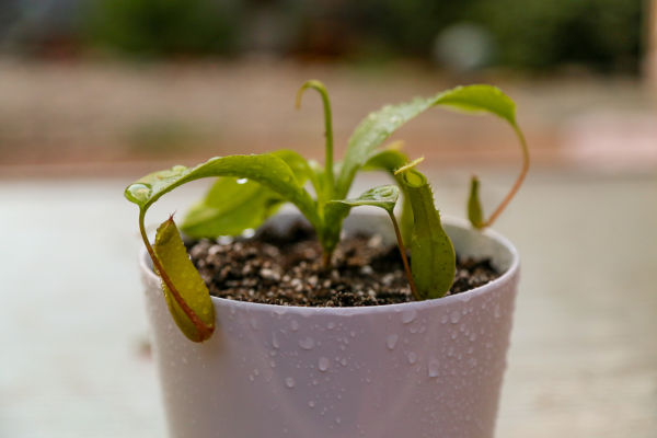 Nepenthes ventrata pitcher plant at lowes