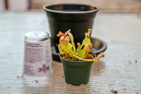 Sarracenia Purpurea pitcher plant at lowes