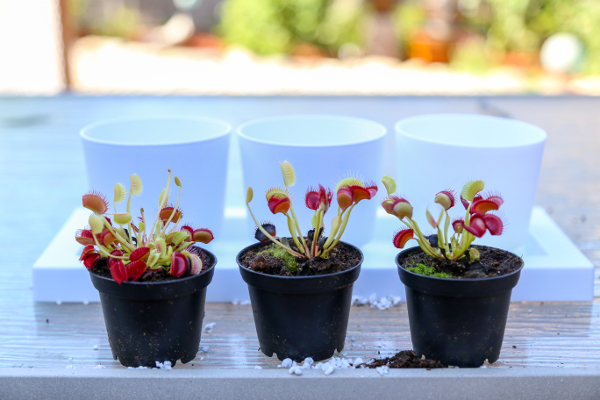 venus flytraps before repotting