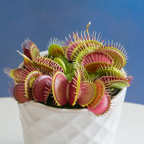 B-52 Venus Flytrap