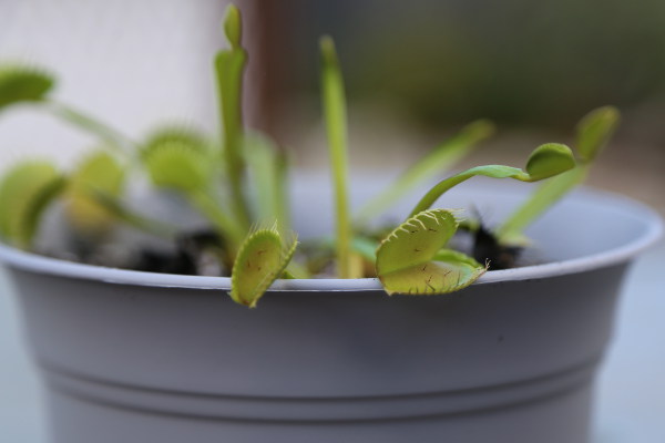 feeding venus flytraps mealworms