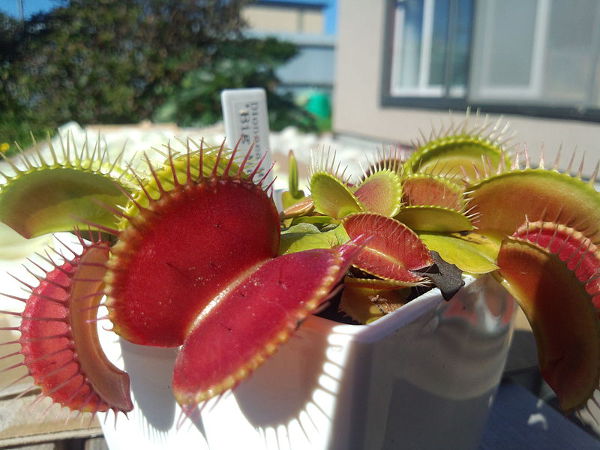 how big do venus flytraps get