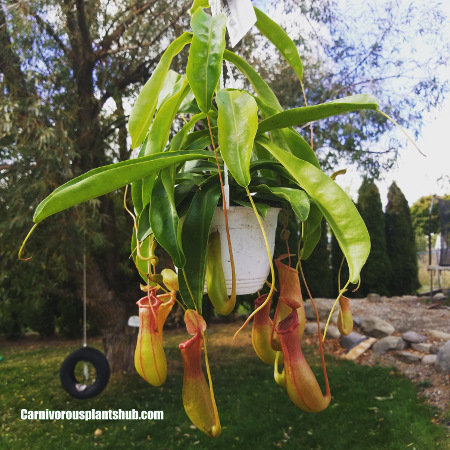 Home Depot Nepenthes Ventrata