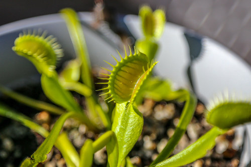 How Long Do Venus Flytraps Live