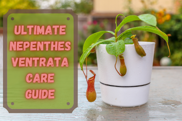 Nepenthes ventrata care guide