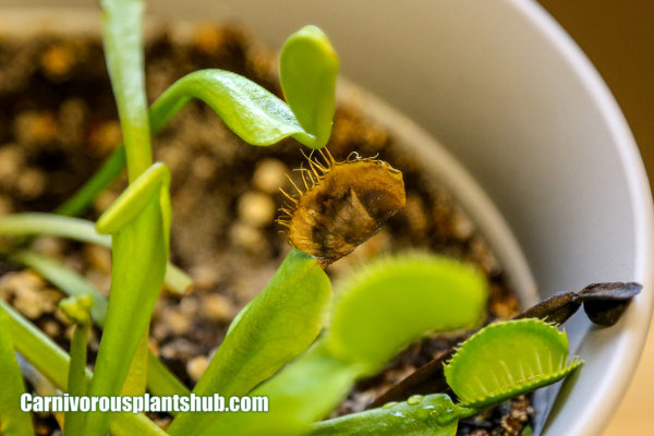 black on a venus flytrap