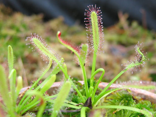 can you grow a sundew indoors