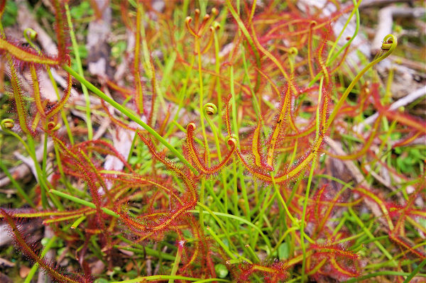 do sundews make good indoor plants