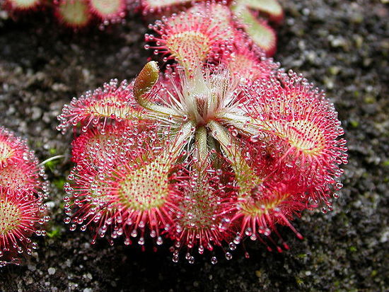 grow sundews indoors