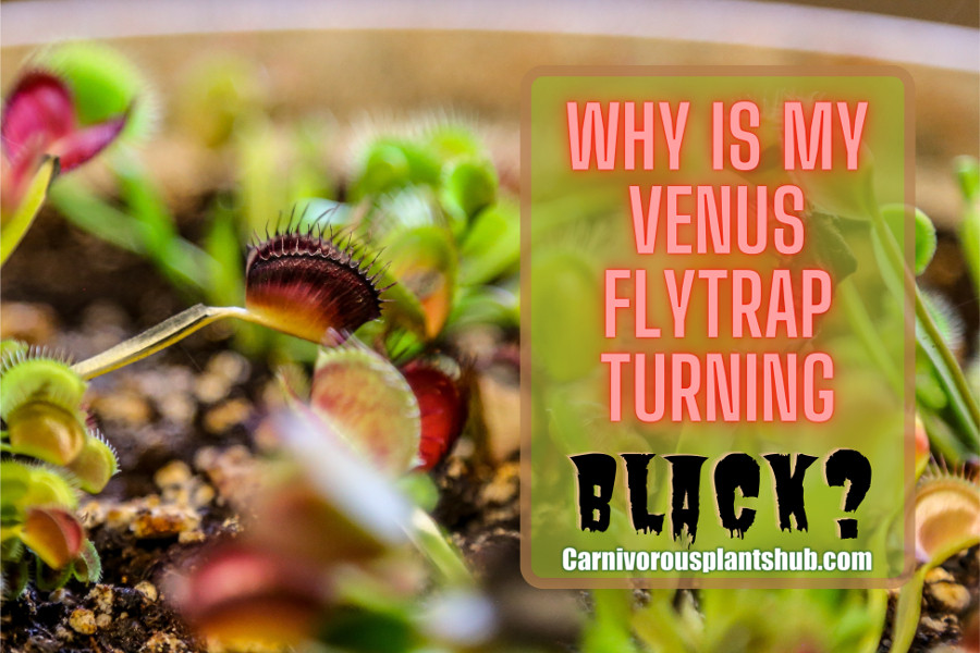 venus flytrap turning black