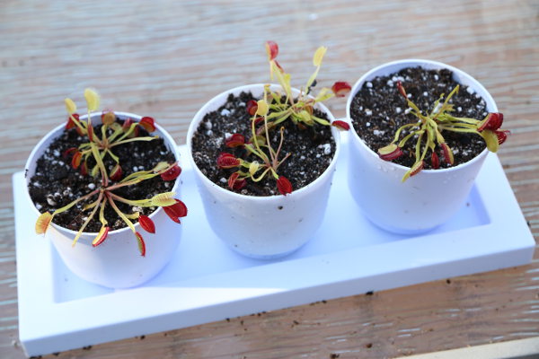 venus flytraps from walmart repotted