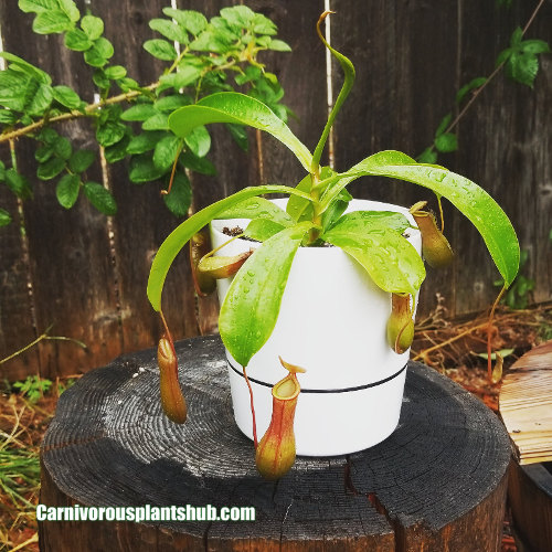 young nepenthes ventrata growing