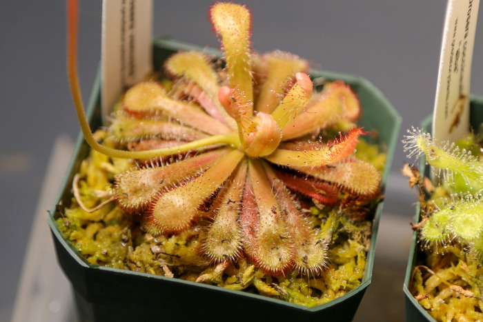 grow a sundew inside