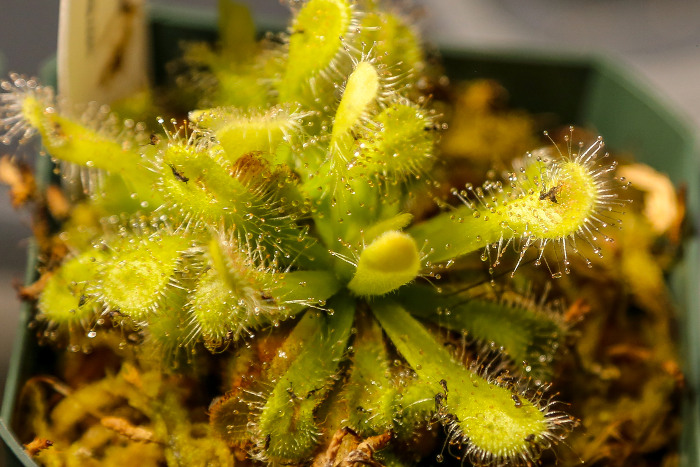 sundew catching insects