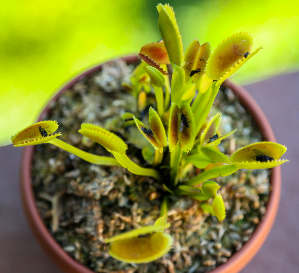 can a venus flytrap eat ants